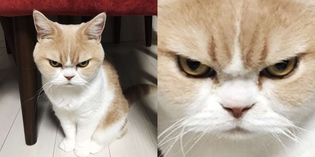 World's Angriest Cat Can't Help But Look Mad As Hell - The Dodo