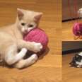 Adorable Kitties Discover First Ball Of String And It's Wonderful