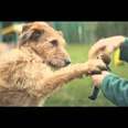 Dogs Trust TV Ad #specialsomeone
