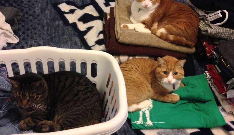 Why Do Cats Like Clean Laundry? 4 Interesting Reasons - Catster