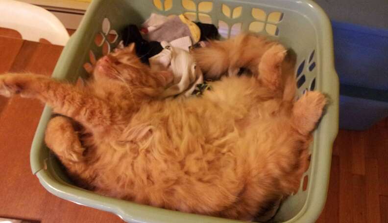 Cats Who JUST Want To Sit On Your Clean Clothes - The Dodo