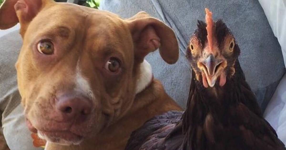 Pitbulls on sale and chickens