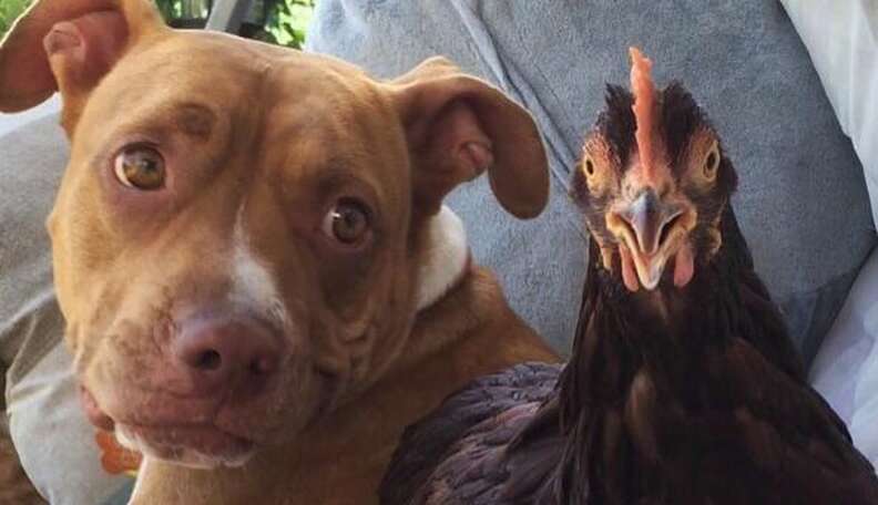 Pit Bull Is So Gentle With Her New Chicken Sister - The Dodo