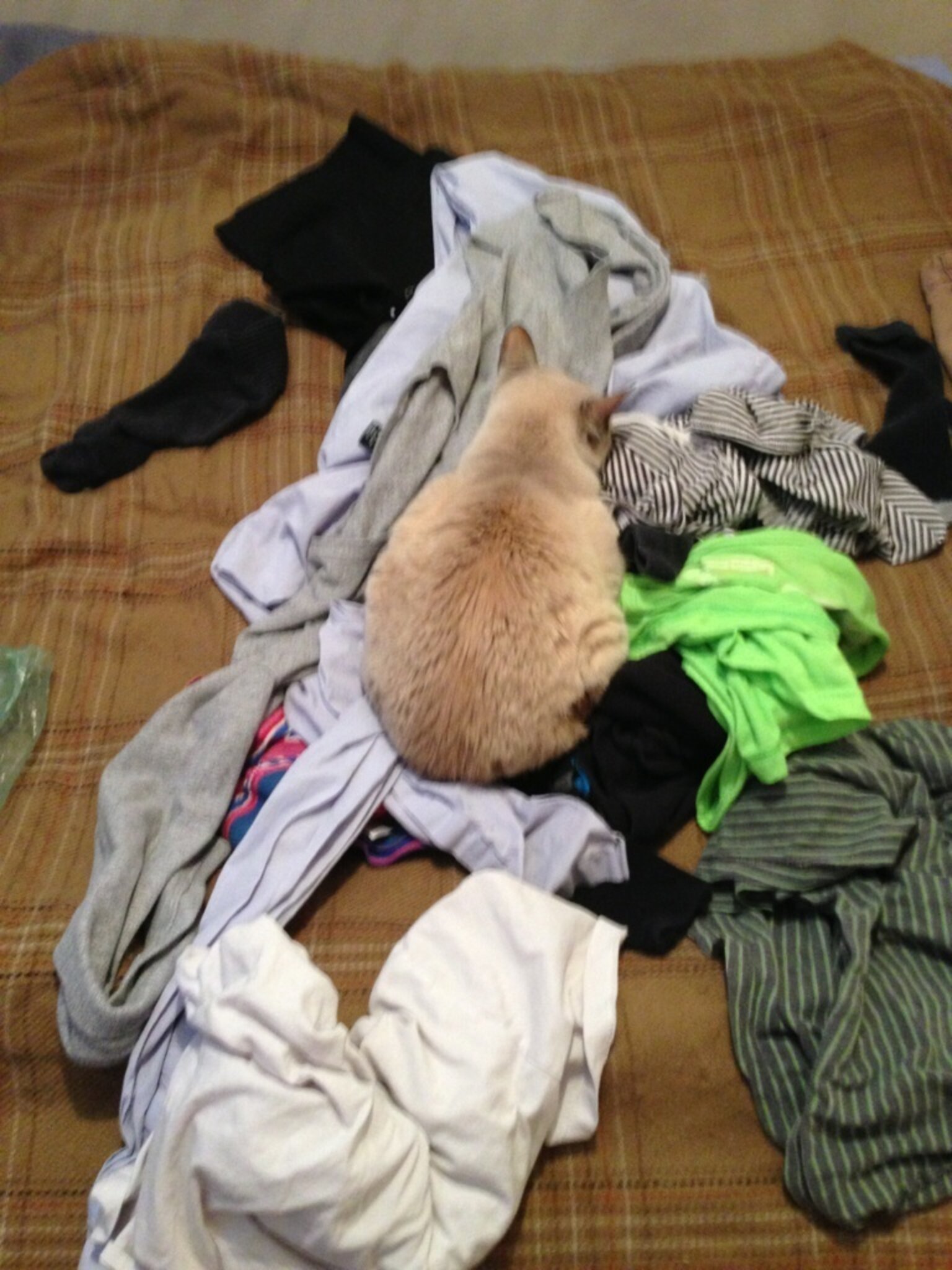 Cats Who JUST Want To Sit On Your Clean Clothes The Dodo