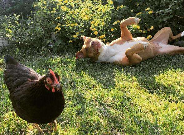 Pitbulls 2025 and chickens