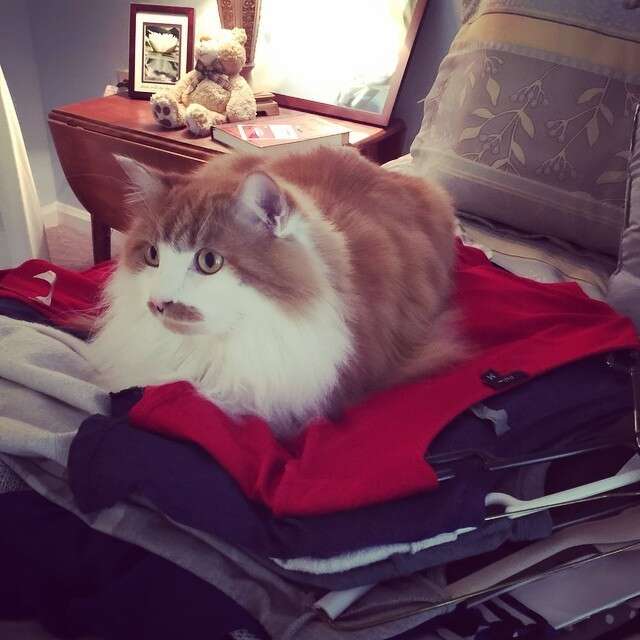 Cats Who JUST Want To Sit On Your Clean Clothes - The Dodo