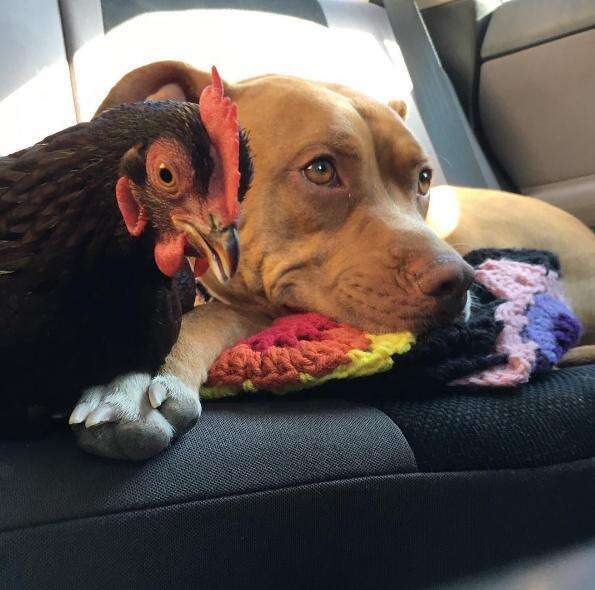 Pitbulls and chickens sales