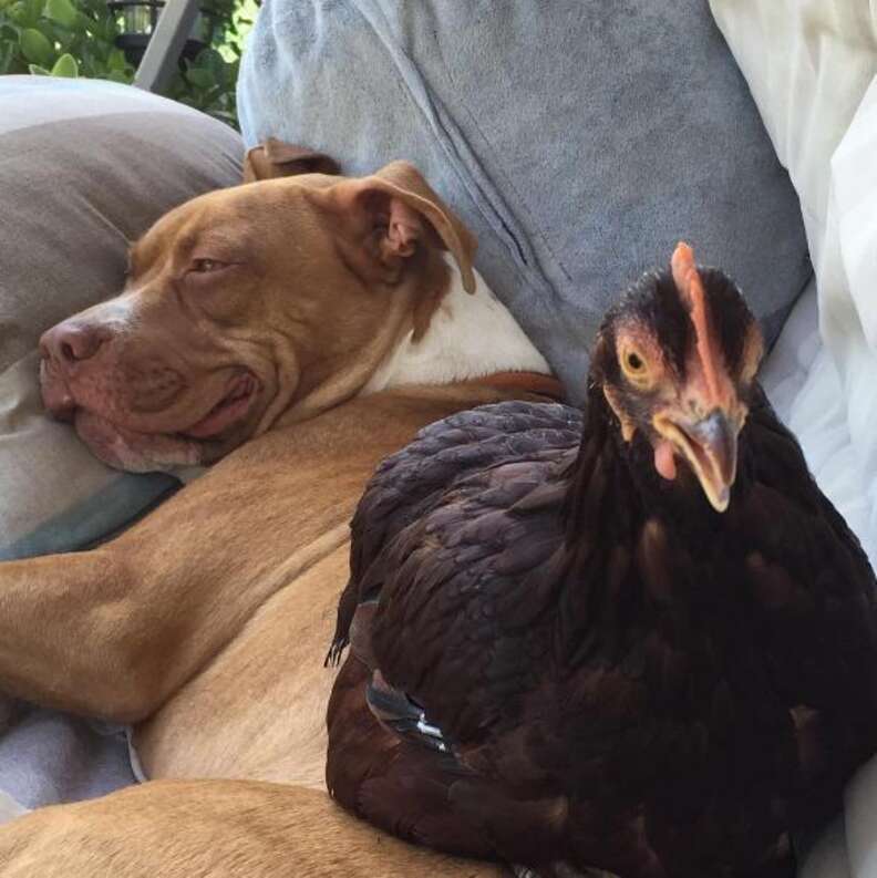 Pitbulls on sale and chickens