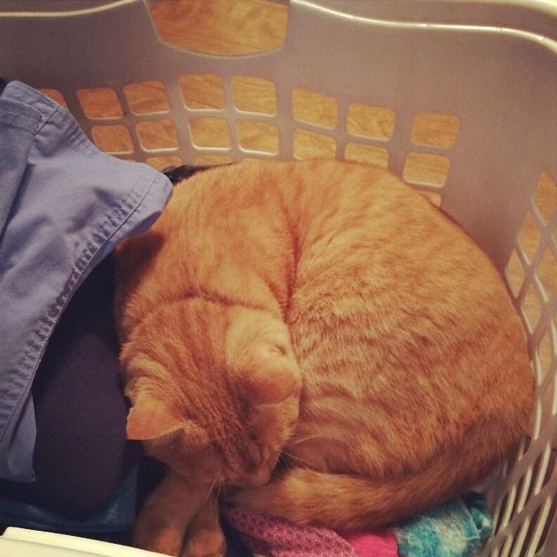 How is this comfortable? #catlogic #bra #lifewithcats #laundry