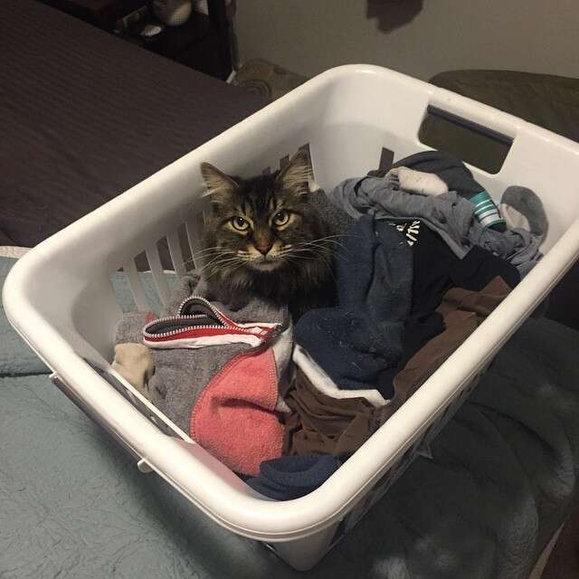 How is this comfortable? #catlogic #bra #lifewithcats #laundry