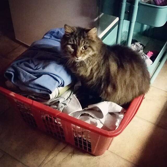 How is this comfortable? #catlogic #bra #lifewithcats #laundry