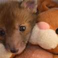 Rescued Baby Fox Loves Taking Naps With His Stuffed Bunny
