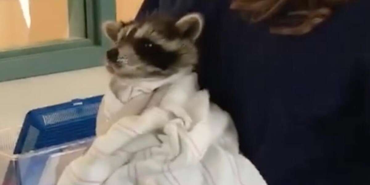 Orphaned Raccoons Get Wrapped Up In Little Blankets - The Dodo