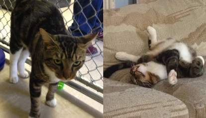 29 Before And After Photos Show What Love Does To Cats The Dodo