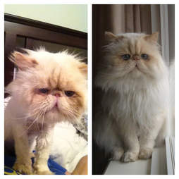 29 Before And After Photos Show What Love Does To Cats The Dodo