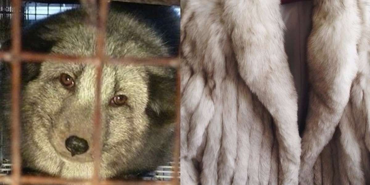 How To Tell If Your ‘Faux' Fur Is Actually Real The Dodo