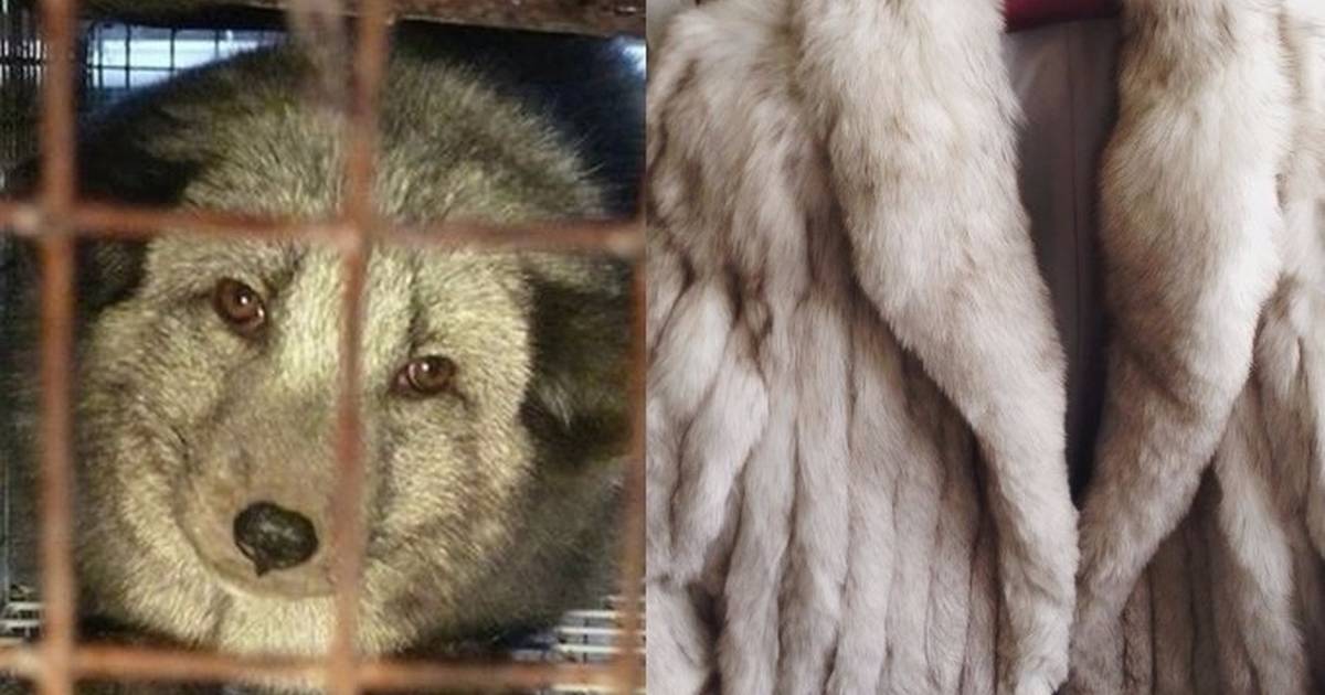 REAL FUR OR FAUX FUR TEST, HOW TO TELL THE DIFFERENCE. THIS NEEDS TO STOP.  