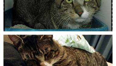 29 Before And After Photos Show What Love Does To Cats The Dodo