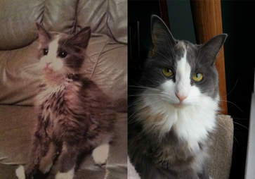 29 Before And After Photos Show What Love Does To Cats The Dodo