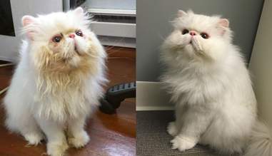 29 Before And After Photos Show What Love Does To Cats The Dodo