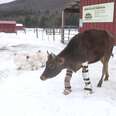 Little Cow Learns To Walk Again, Thanks To Snazzy, Lifesaving Boots