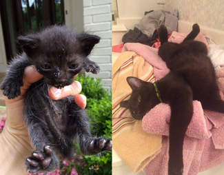 29 Before And After Photos Show What Love Does To Cats The Dodo
