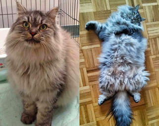 29 Before And After Photos Show What Love Does To Cats The Dodo