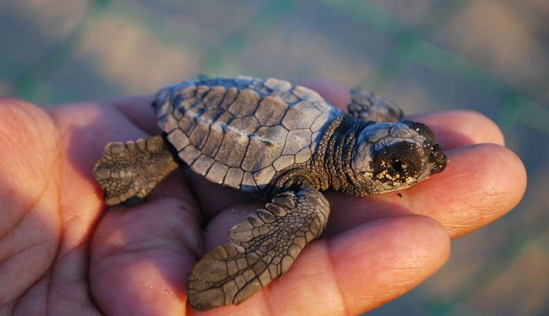 Mystery Of Baby Turtles' “Lost Years” Finally Revealed - The Dodo