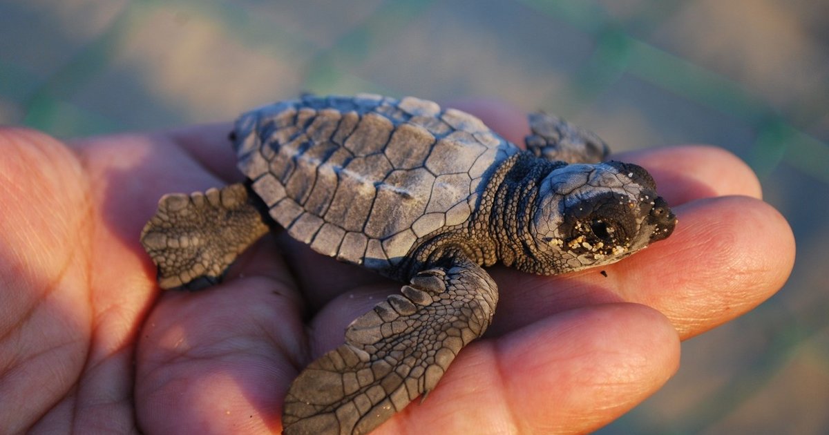 Mystery Of Baby Turtles’ “Lost Years” Finally Revealed - The Dodo