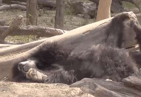 Bear Who Was Forced To Dance Finally Has Something To Smile About - The 