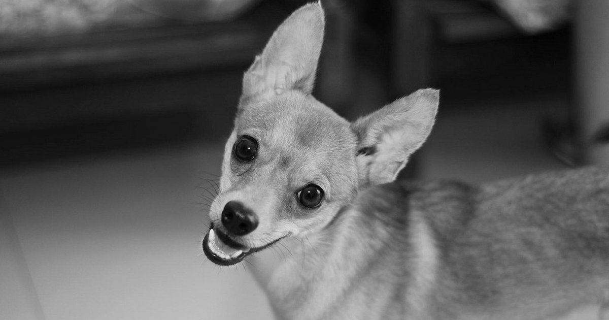 Q Do Dogs Tilt Their Heads When Confused? The Dodo