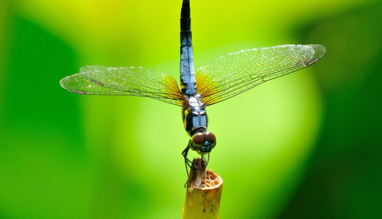 Dragonflies' Incredible Hunting Acrobatics Captured In Slow-Mo Footage ...