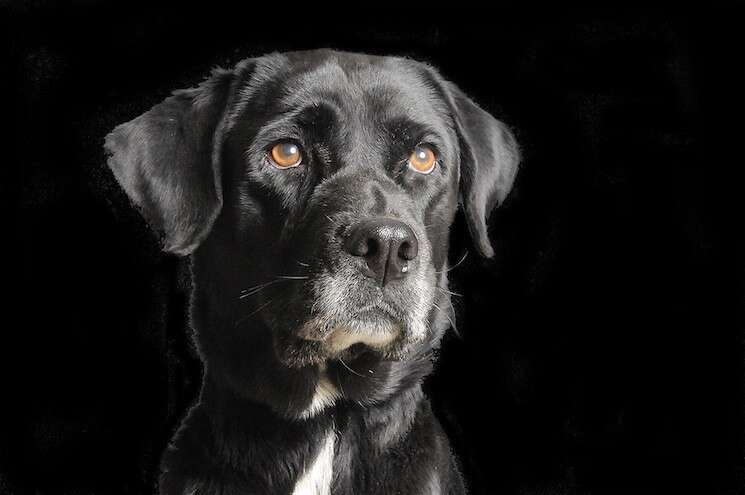 How A Harmonica’s High Note Scores The Perfect Shelter Dog Portrait ...