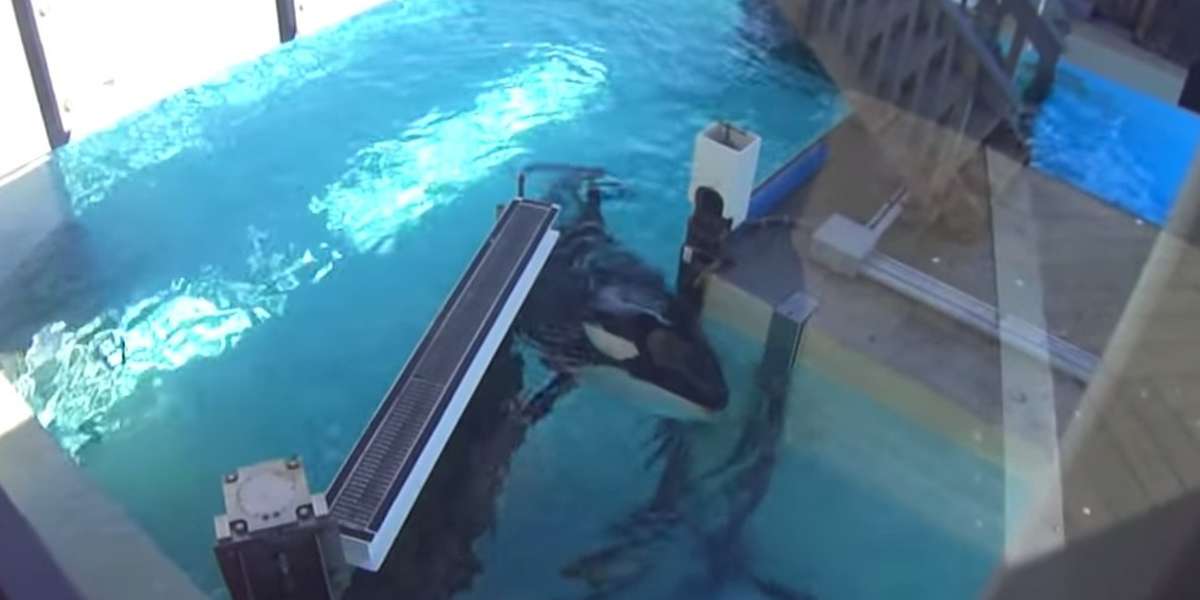 SeaWorld Rushes To Explain Pregnant Orca Stuck In Gate: 'She’s Playing ...