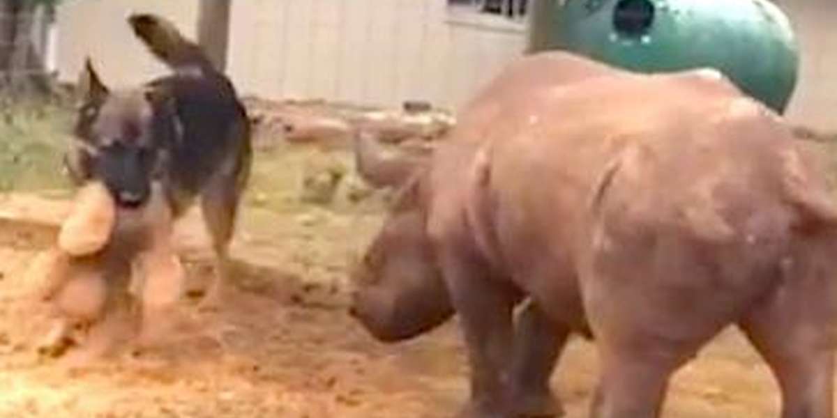 Dog Teaches His Orphaned Rhino The Sweetest Game - The Dodo