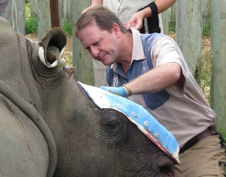 Gentle Rhino Is Surviving Attack With One Heck Of A Fighting Spirit ...