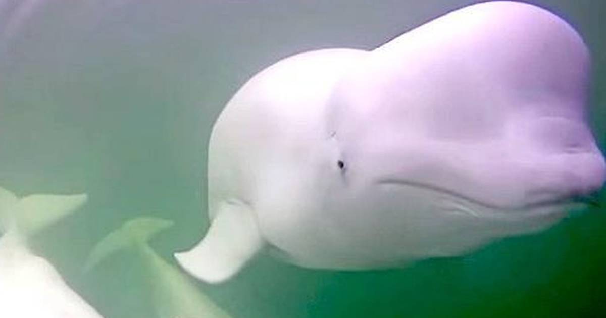 beluga whales blowing bubbles