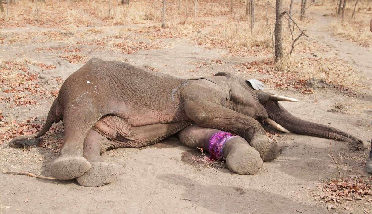 Elephant Dying In Snare Trap Had No Idea Who Was Coming To Help
