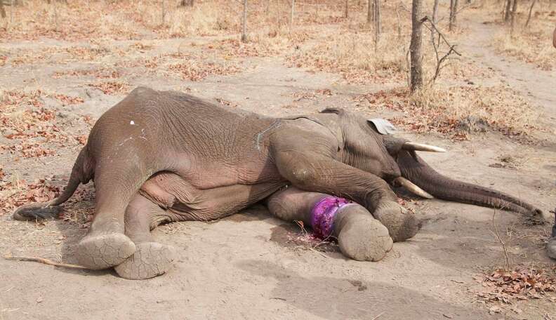 Elephant Dying In Snare Trap Had No Idea Who Was Coming To Help Him - The Dodo