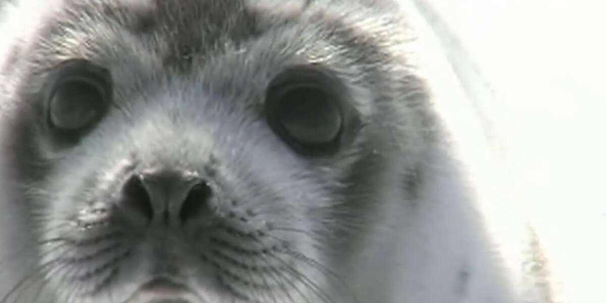 Thousands Of Baby Seals Are Dying In Canada's Cruel Hunt Every Year