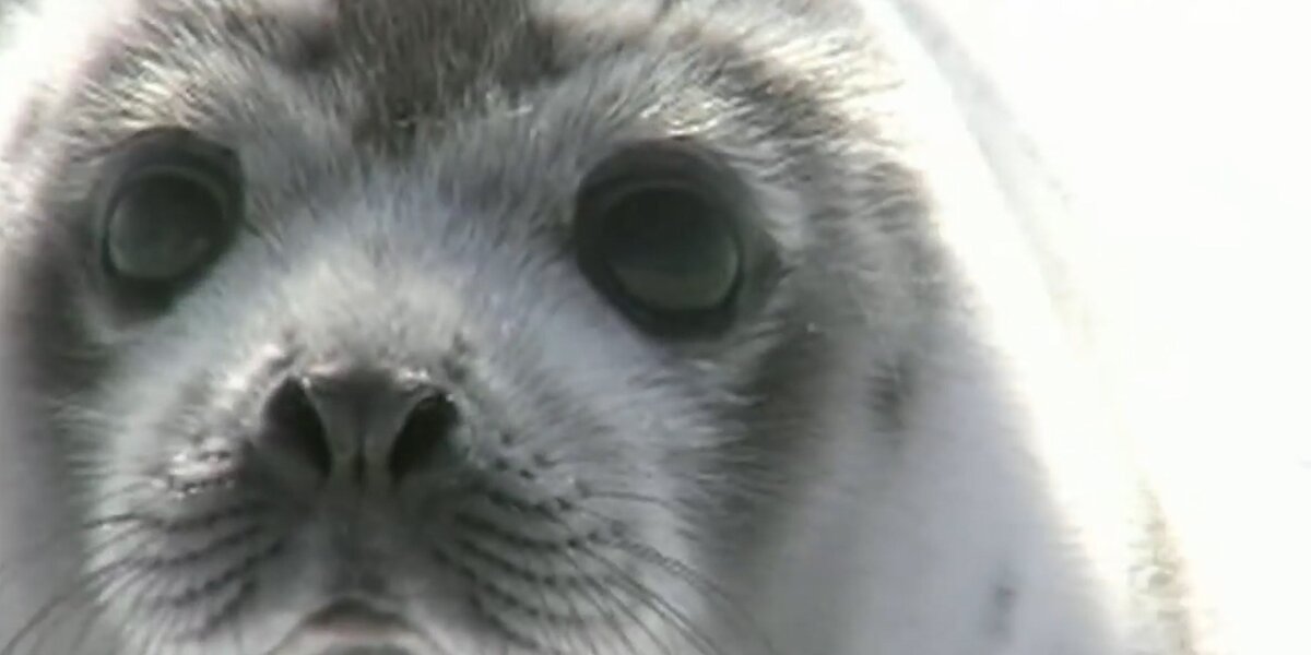 Thousands Of Baby Seals Are Dying In Canada's Cruel Hunt Every Year ...