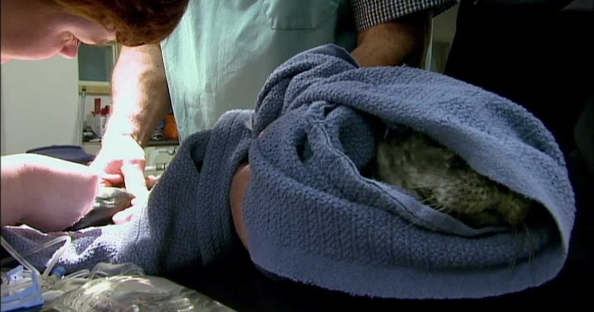 Baby Seal Crying The Dodo