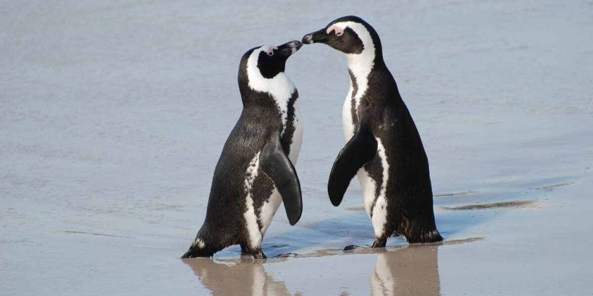 Penguin Call Jackass Penguin Sounds Youtube