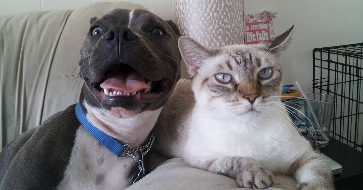 do pitbulls like cats