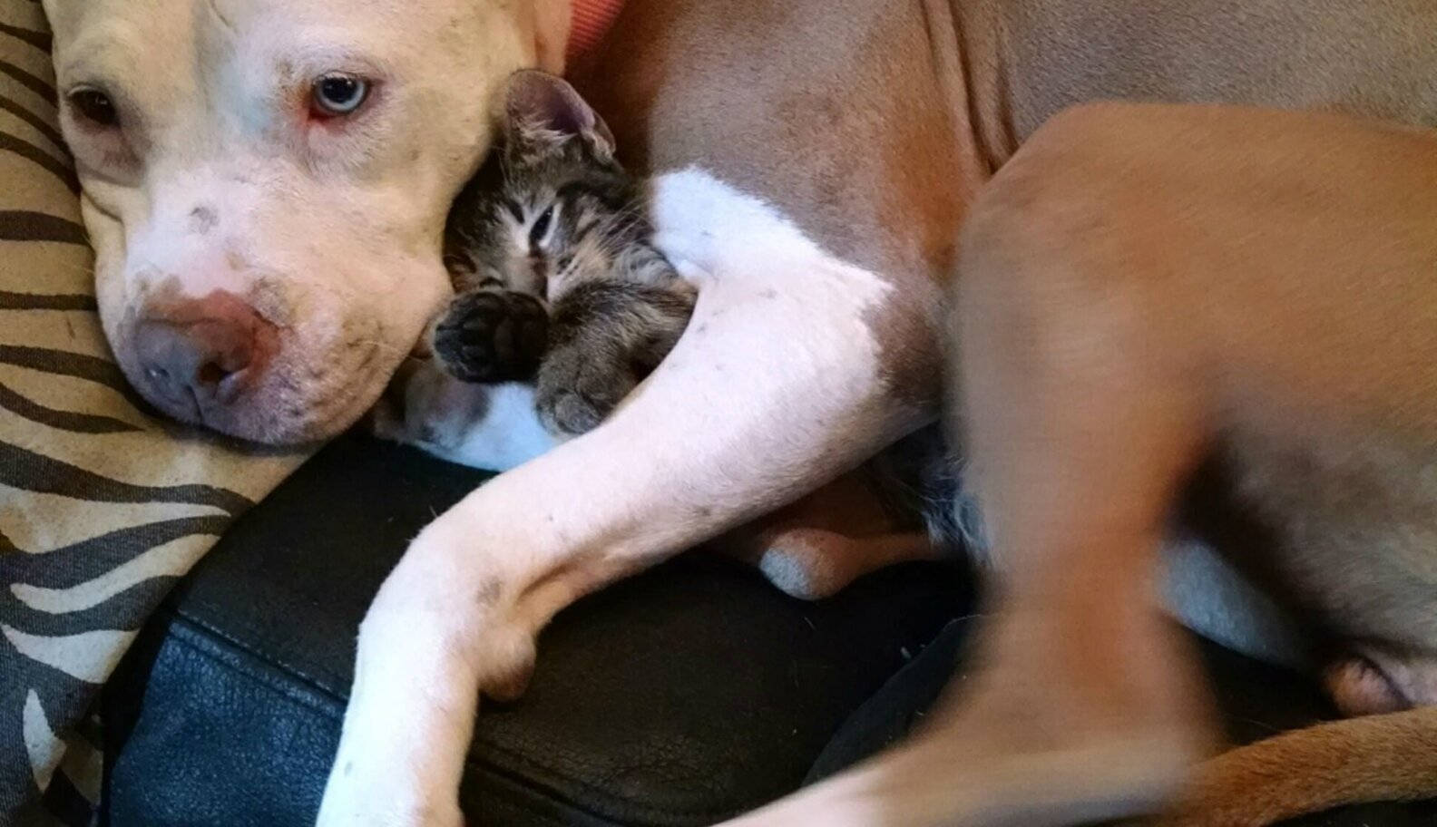 11 Pit Bulls Who Love The Cat More Than You - The Dodo
