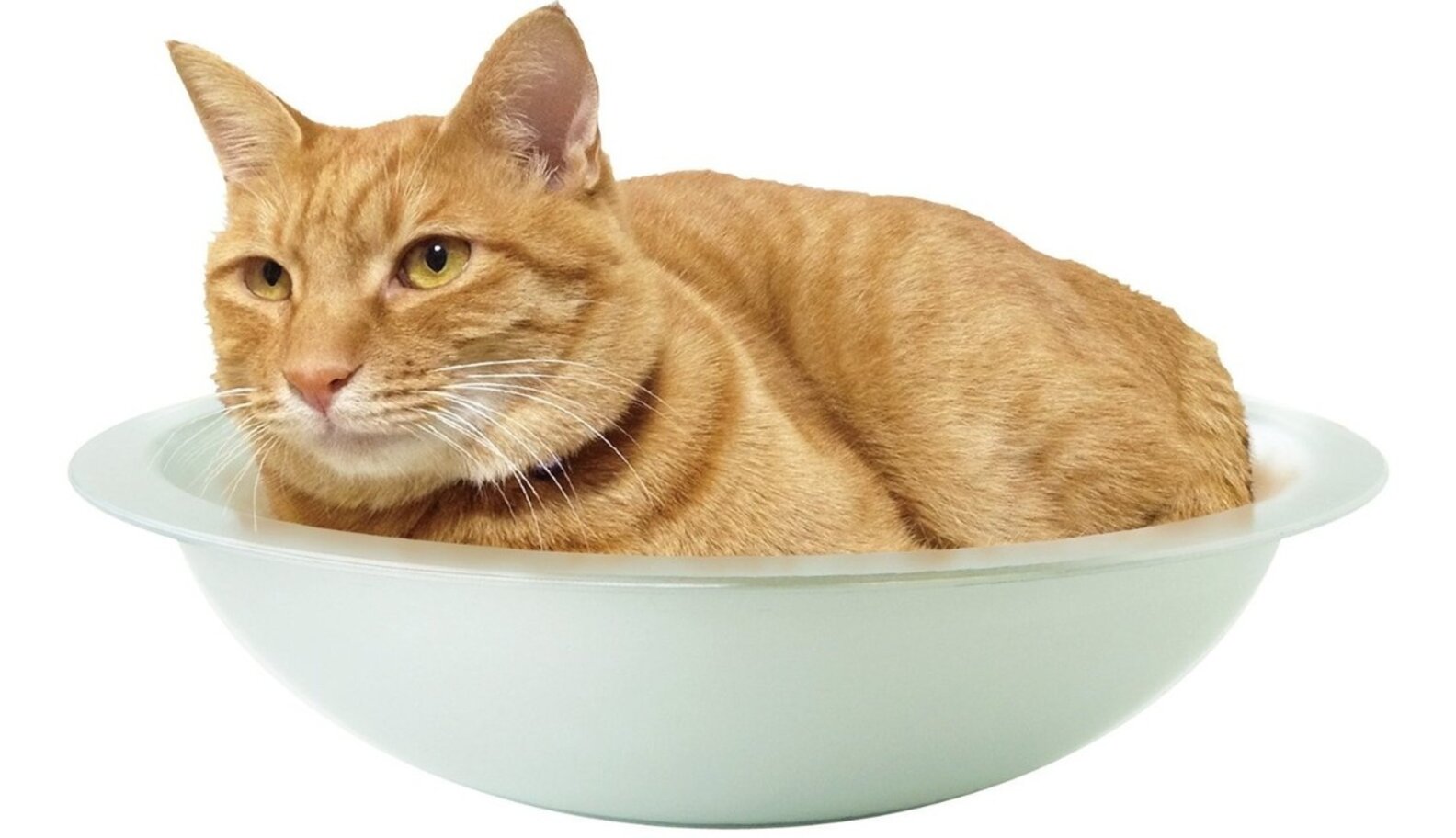 Move Over Cereal, This Bowl's Just For Cats The Dodo