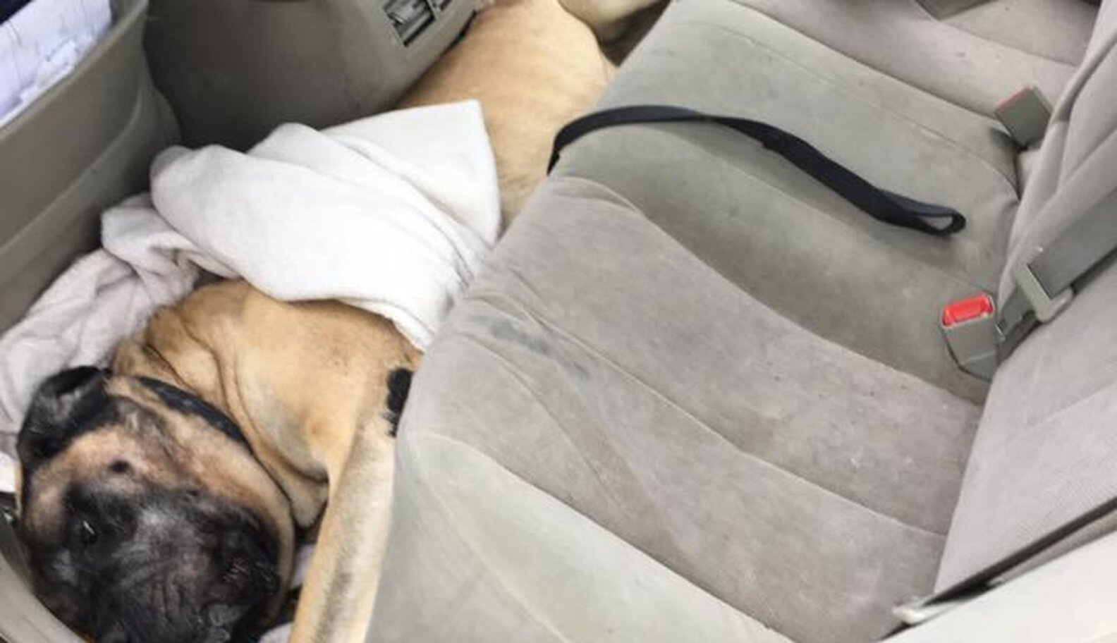 200Pound Dog Stuck In Car Needed Firefighters To Get Him Out The Dodo