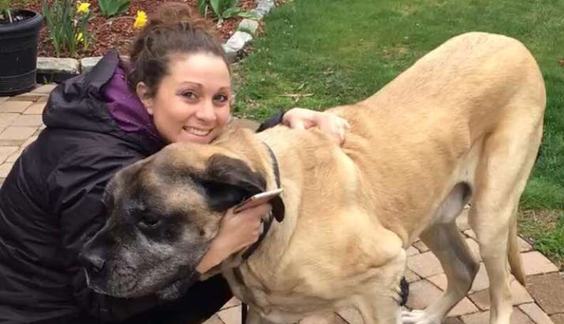 200-Pound Dog Stuck In Car Needed Firefighters To Get Him Out - The Dodo