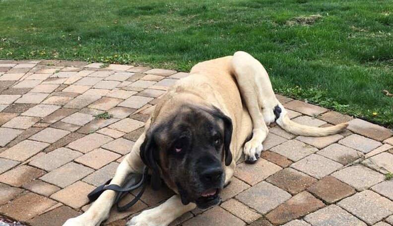 200-Pound Dog Stuck In Car Needed Firefighters To Get Him Out - The Dodo