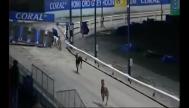 Greyhounds Crash At Racetrack, Other Dogs Stop Racing To See If They're ...